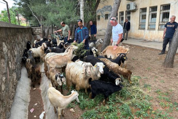 The aid project was based on small but effective actions, like providing goats to the farmers in the mountain's villages.
