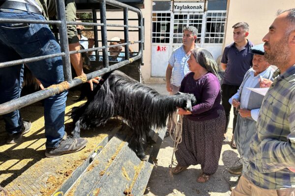 Volunteers distributed a few goats to each family in the mountain villages destroyed by the recent Turkey earthquake. A few goats can help a family rebuild their independence and reduce their reliance on external help.