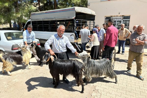 Volunteers distributed a few goats to each family in the mountain villages destroyed by the recent Turkey earthquake. A few goats can help a family rebuild their independence and reduce their reliance on external help.